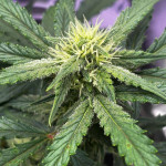 pink-rozay-auto-fem-7ch-american.jpg