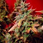 strawberry-pie-auto-fem-fastbuds.jpg