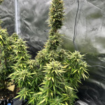 fat-bastard-auto-fem-blimburn-seeds.jpg