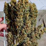 gorilla-cookies-ff-fem-fastbuds.jpg