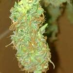 wedding-cake-auto-fem-barneys-farm.jpg