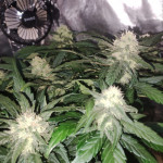 -speed-auto-fem-sweet-seeds.jpg