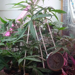 six-shooter-auto-fem-fastbuds.jpg