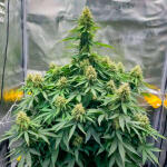 godzilla-cookies-auto-fem-herbies-seeds.jpg