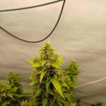 whiskey-zulu-auto-fem-7ch-american.jpg
