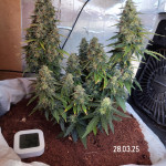 pink-rozay-auto-fem-7ch-american.jpg
