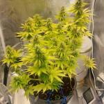whiskey-zulu-auto-fem-7ch-american.jpg