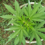 auto-white-widow-fem-victory-seeds.jpg
