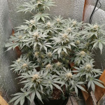 gorilla-glue-4-fem-original-sensible-seeds.jpg