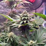 miracle-alien-cookies-mac-fem-7ch-american.jpg