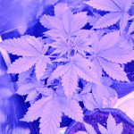 ak-49-auto-fem-vision-seeds.jpg