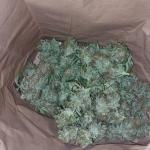 orange-sherbet-ff-fem-fastbuds.jpg