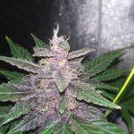 auto-dark-purple-delicious-seeds.jpg