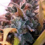 critical-kali-mist-fem-delicious-seeds.jpg