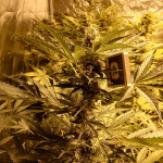 fruit-punch-auto-heavyweight-seeds.jpg