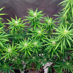 godzilla-original-glue-gg4-godzilla-glue-4-fem-herbies-seeds.jpg