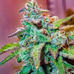 bruce-banner-autoflower-fem-seedkeepers.jpg