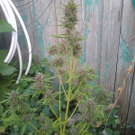 northern-lights-auto-fem-Semyanich.jpg