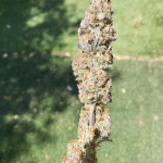 tropicana-cookies-ff-fem-fastbuds.jpg