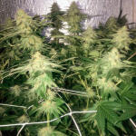 godzilla-original-glue-gg4-godzilla-glue-4-fem-herbies-seeds.jpg
