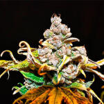 jealousy-kush-fem-seedkeepers.jpg