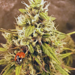 blue-dream-blue-dreammatic-auto-fem-fastbuds.jpg