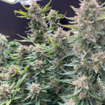gorilla-glue-4-fem-original-sensible-seeds.jpg