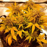 quarter-pounder-autoflower-fem-easy-grow-seeds.jpg