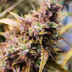 strawberry-cheesecake-auto-fem-humboldt-seed-company.jpg