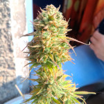 auto-lemon-kix-auto-lemon-zkittle-fem-dutch-passion.jpg