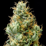 girl-scout-cookies-fem-blimburn-seeds.jpg