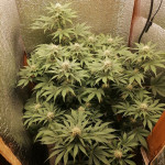 gorilla-glue-4-fem-original-sensible-seeds.jpg