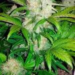 quarter-pounder-autoflower-fem-easy-grow-seeds.jpg