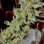 shawty-r1-fem-ethos-genetics.jpg