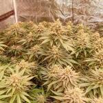 mimosa-x-orange-punch-fem-barneys-farm.jpg