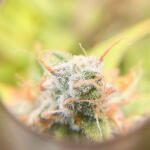 godzilla-cookies-auto-fem-herbies-seeds.jpg