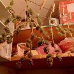 purple-juice-auto-fem-herbies-seeds.jpg