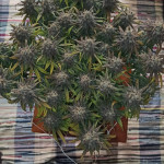 runtz-punch-fem-herbies-seeds.jpg