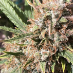 auto-amnesia-gold-fem-pyramid-seeds.jpeg