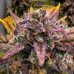 bruce-banner-autoflower-fem-seedkeepers.jpg