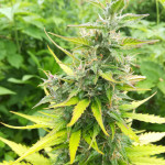 jackpot-auto-heavyweight-seeds.jpg