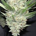 marshmallow-og-fem-compound-genetics.jpg