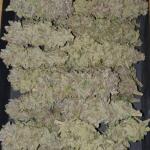 peyote-cookies-fem-barneys-farm.jpg