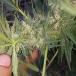 sweet-critical-00-seeds.jpg