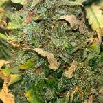 whiskey-zulu-auto-fem-7ch-american.jpg