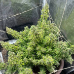 y-griega-fem-medical-seeds.jpg