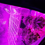 jumping-black-dash-auto-dr.-krippling-seeds.jpg