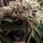 strawberry-og-cookies-r1-fem-ethos-genetics.jpg