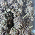 diablo-rojo-xl-auto-fem-sweet-seeds.jpg