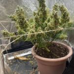 y-griega-fem-medical-seeds.jpg